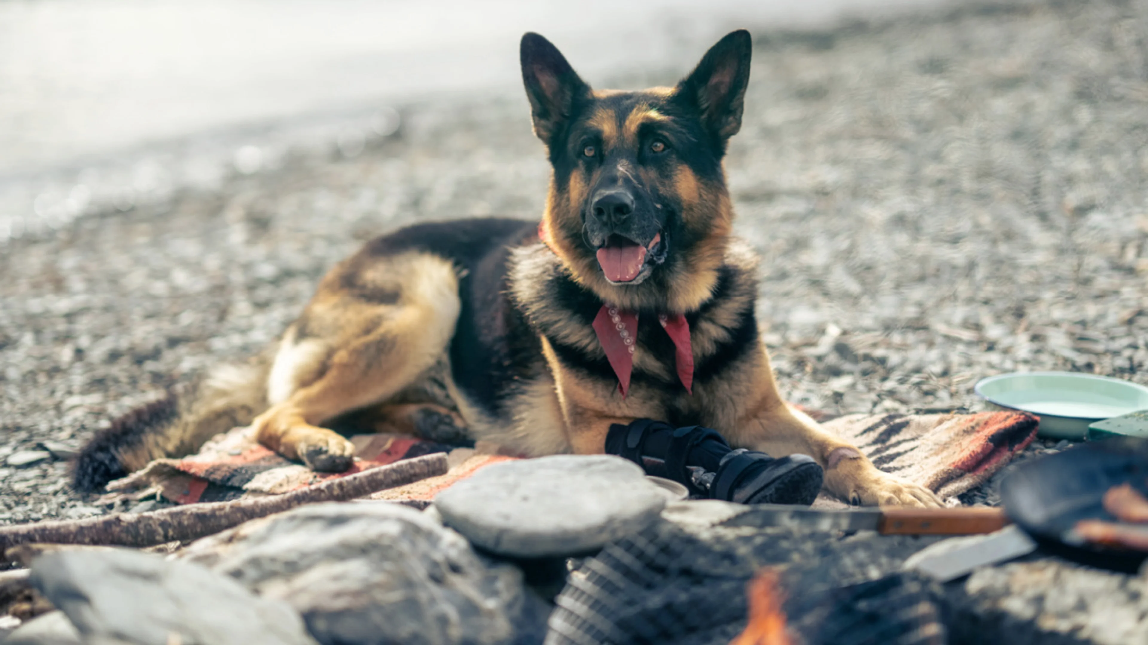 Odin rests on a blanket beside a bowl at camp.