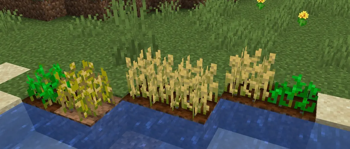 A mature Minecraft wheat field glowing beside a survival base.
