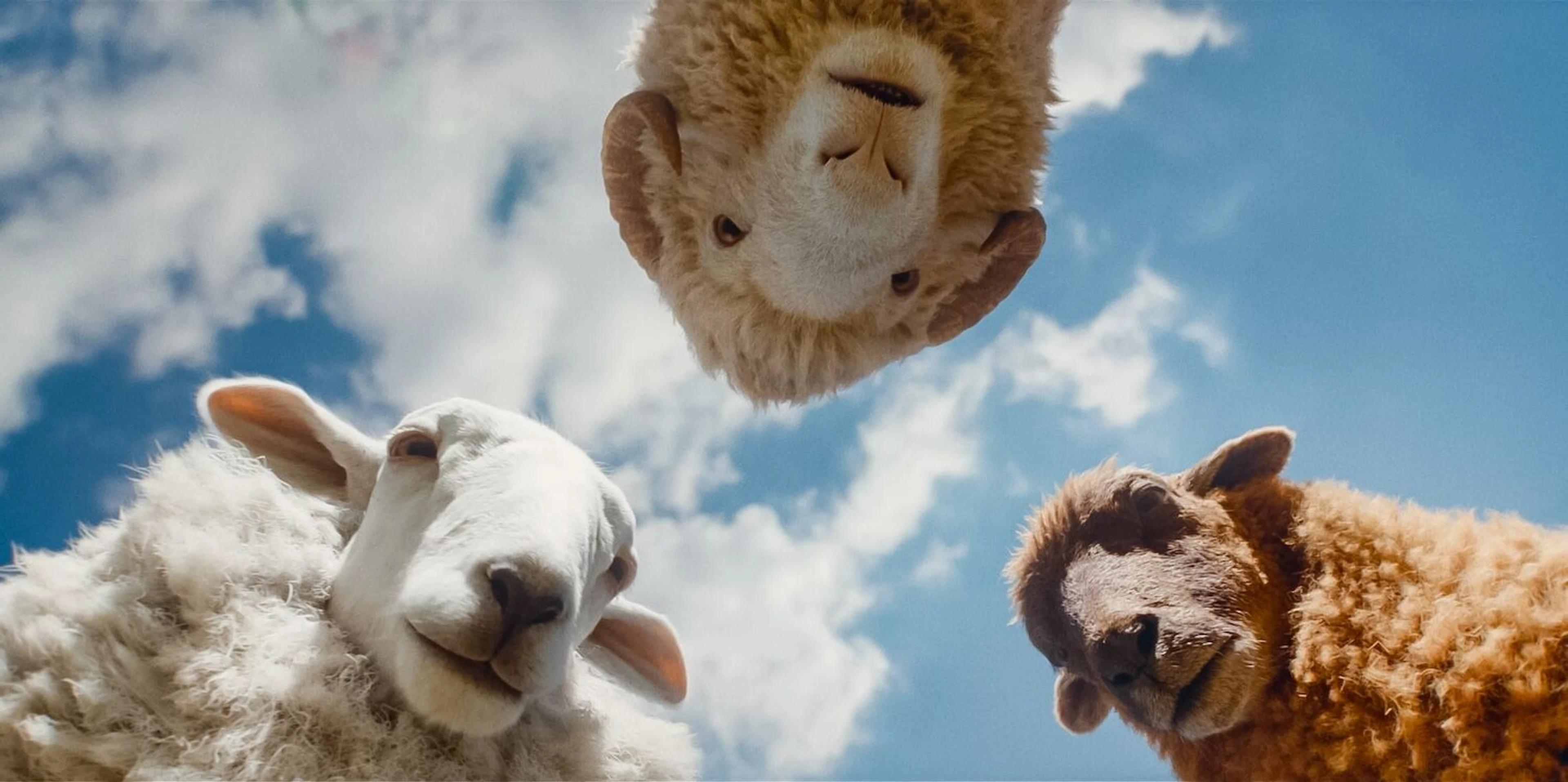 Three sheep look down toward the camera against a blue sky.