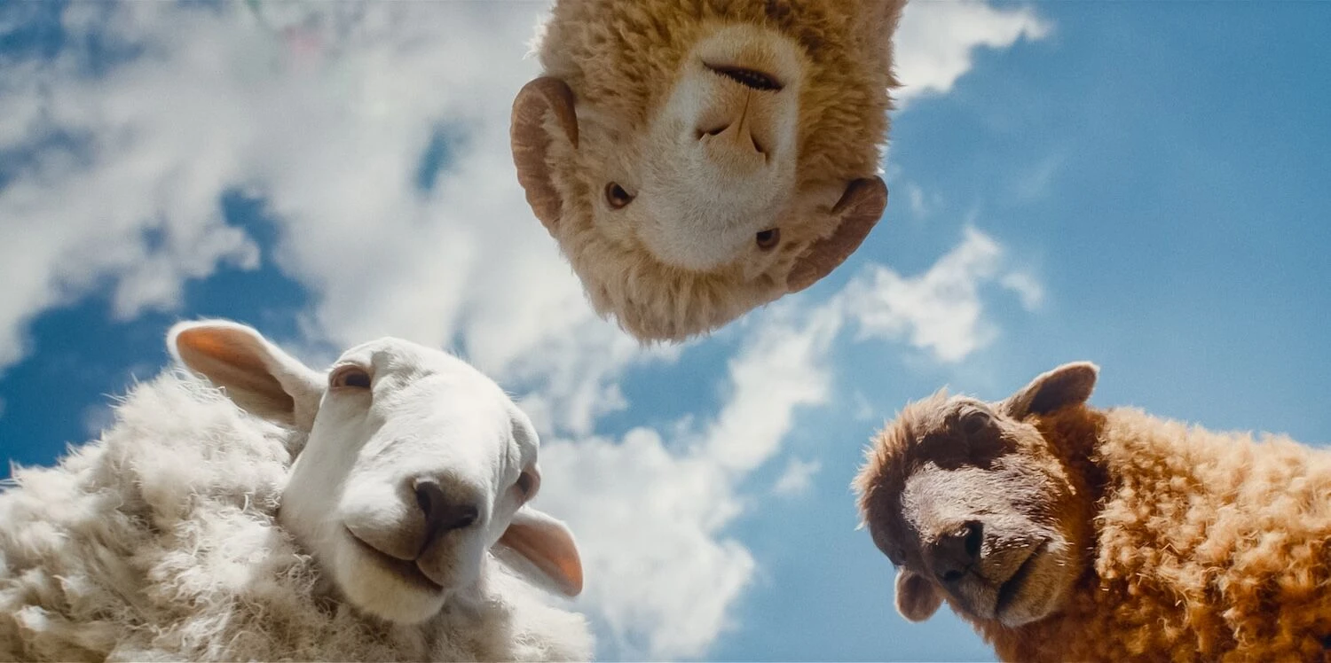 Three sheep look down toward the camera against a blue sky.