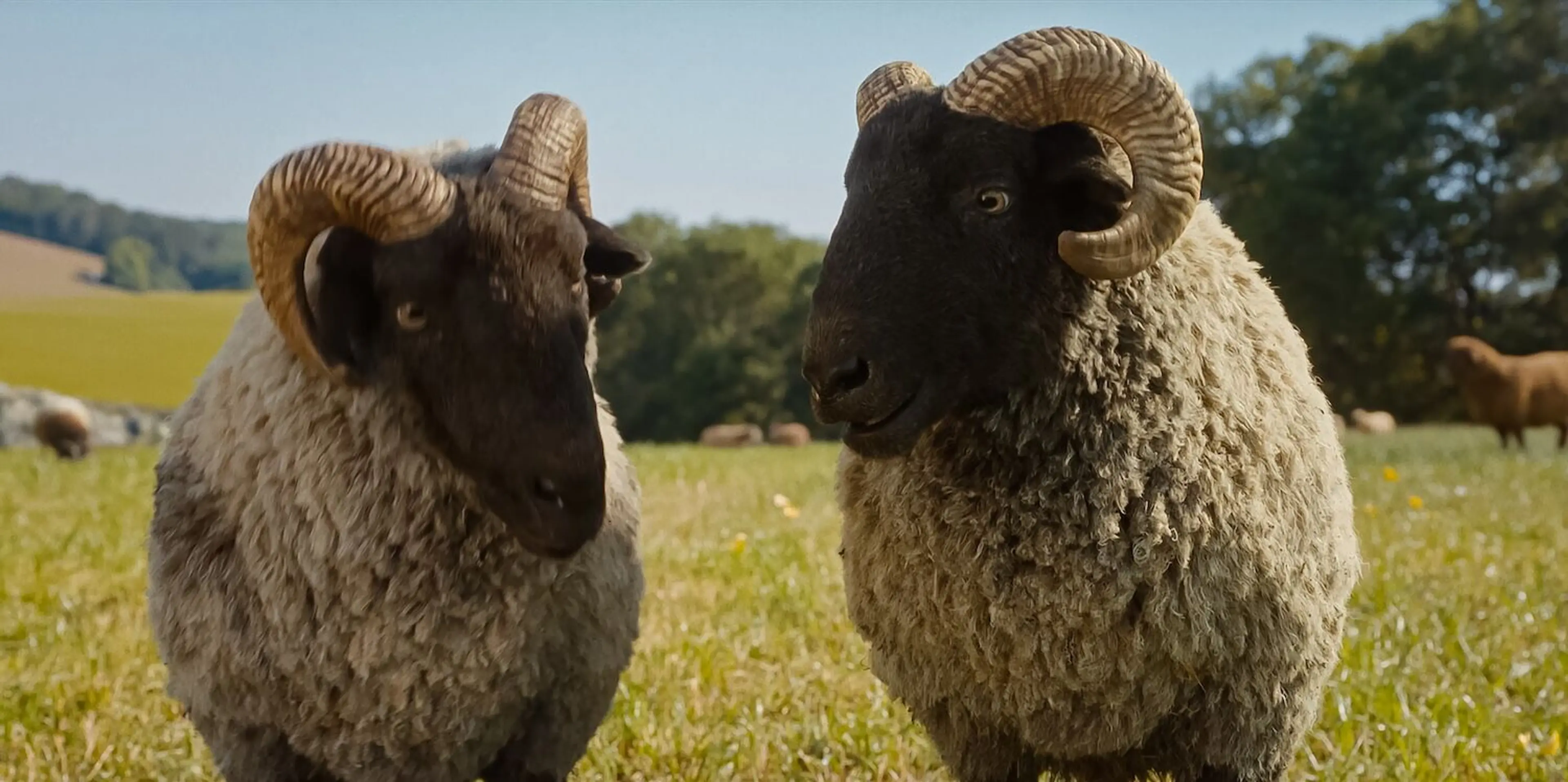 Two black-faced rams with curled horns stand together in the grass.