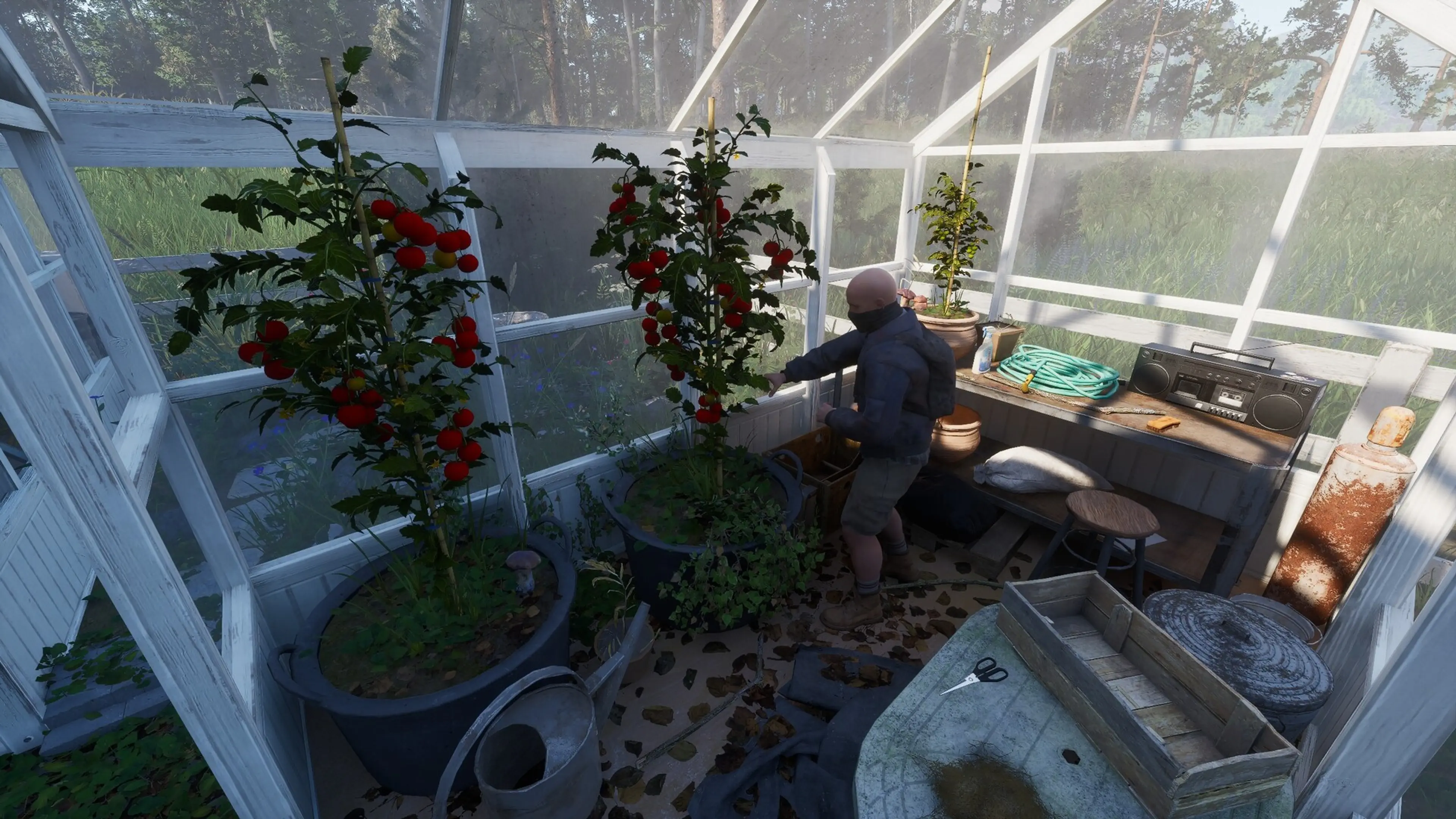 A survivor tends rows of red tomato plants inside a sunlit greenhouse in Ardem.