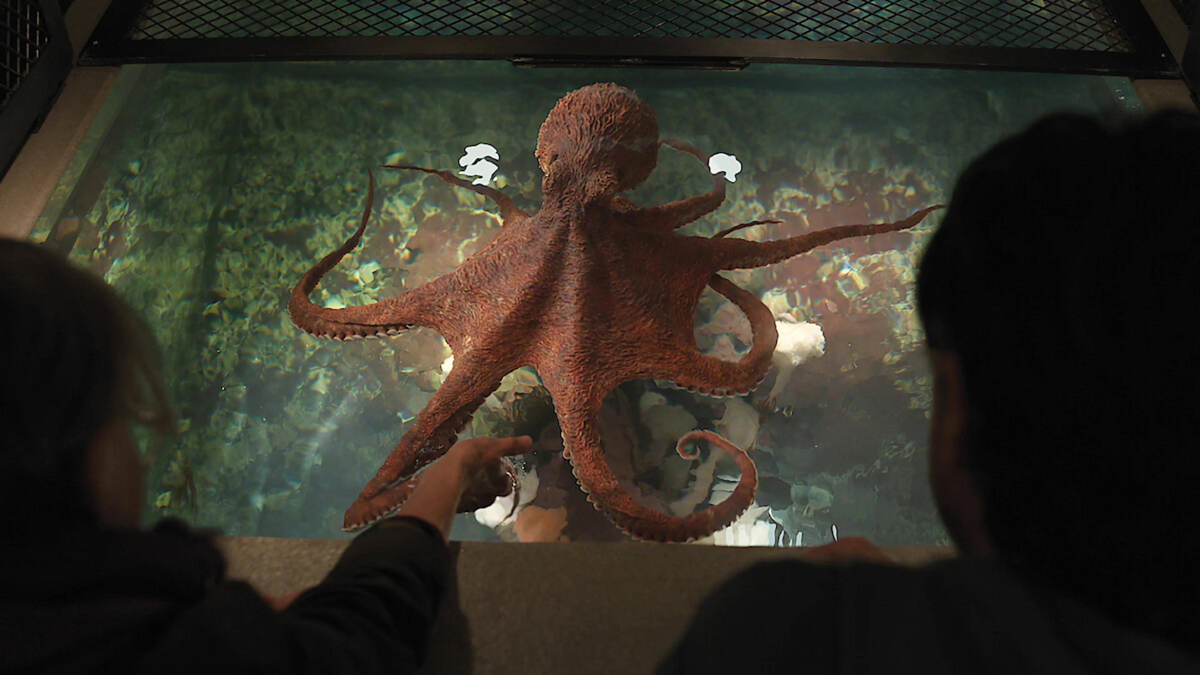 Marcellus stretches his arms across his aquarium tank as Tova and Cameron look down.