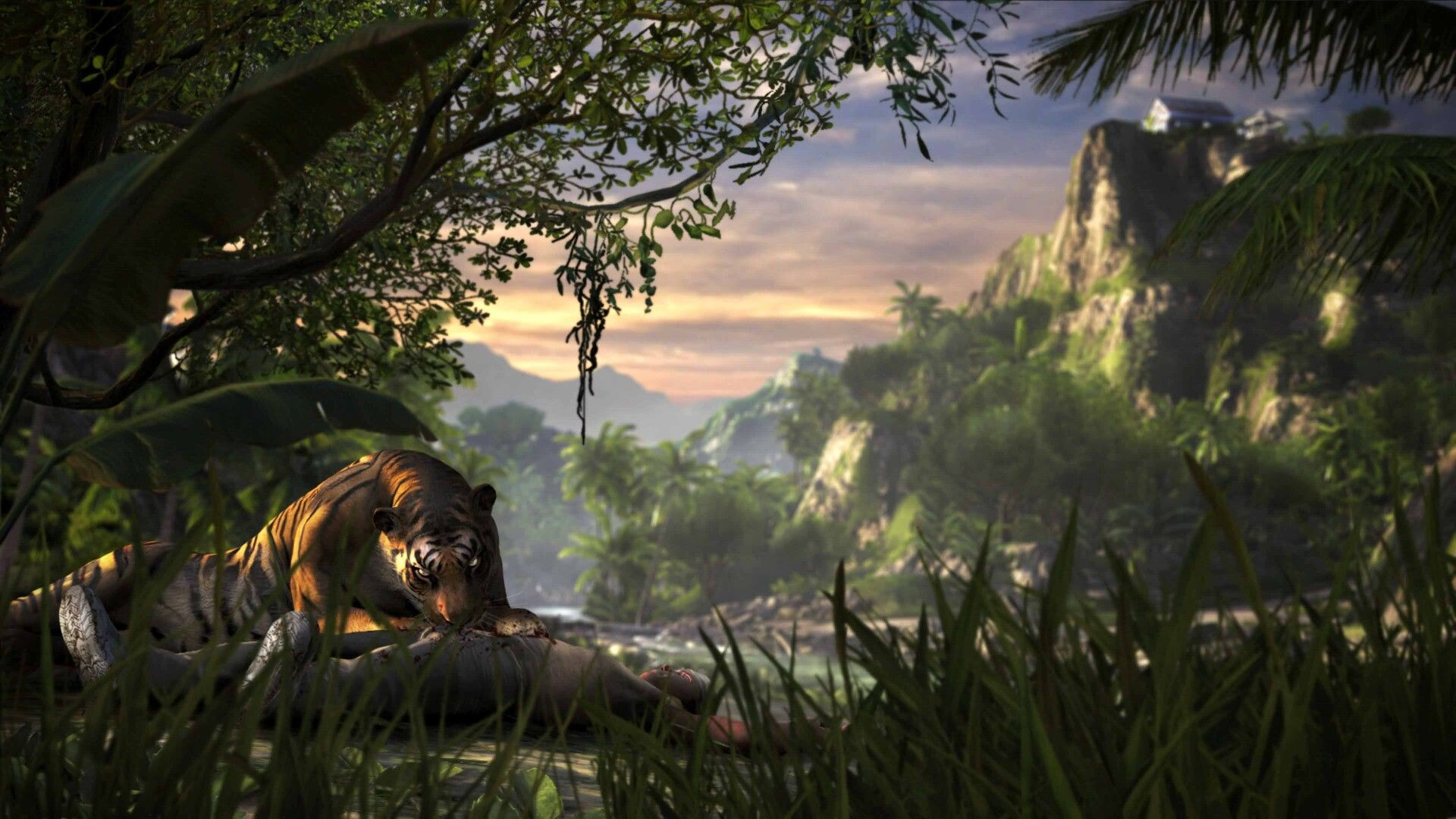 A tiger crouches in tall grass near a person on the Rook Islands.