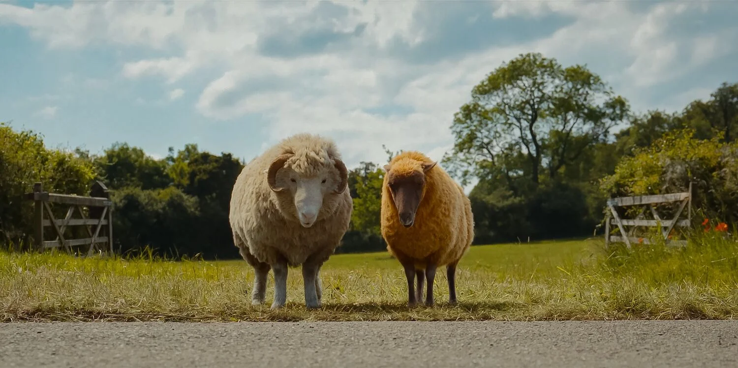 Mopple and Lily stand beside a road, with a pasture gate behind them.