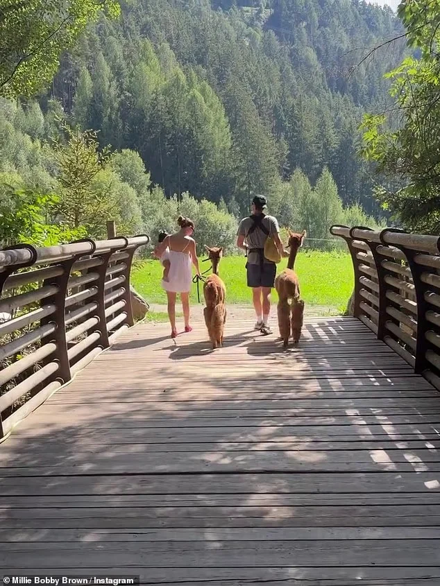 Two adults seen from behind walking with alpacas across a wooden bridge surrounded by trees.